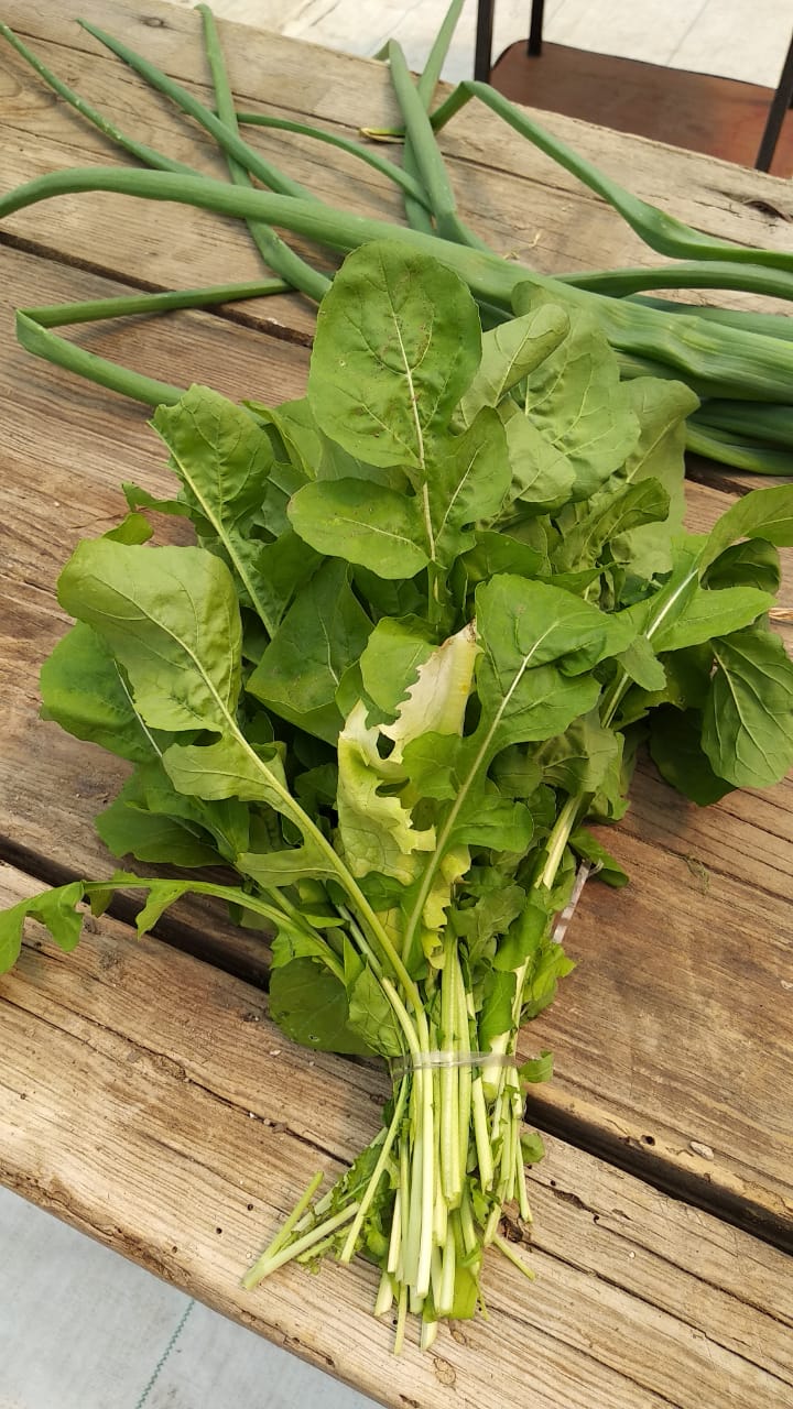 Arugula lista para preparar