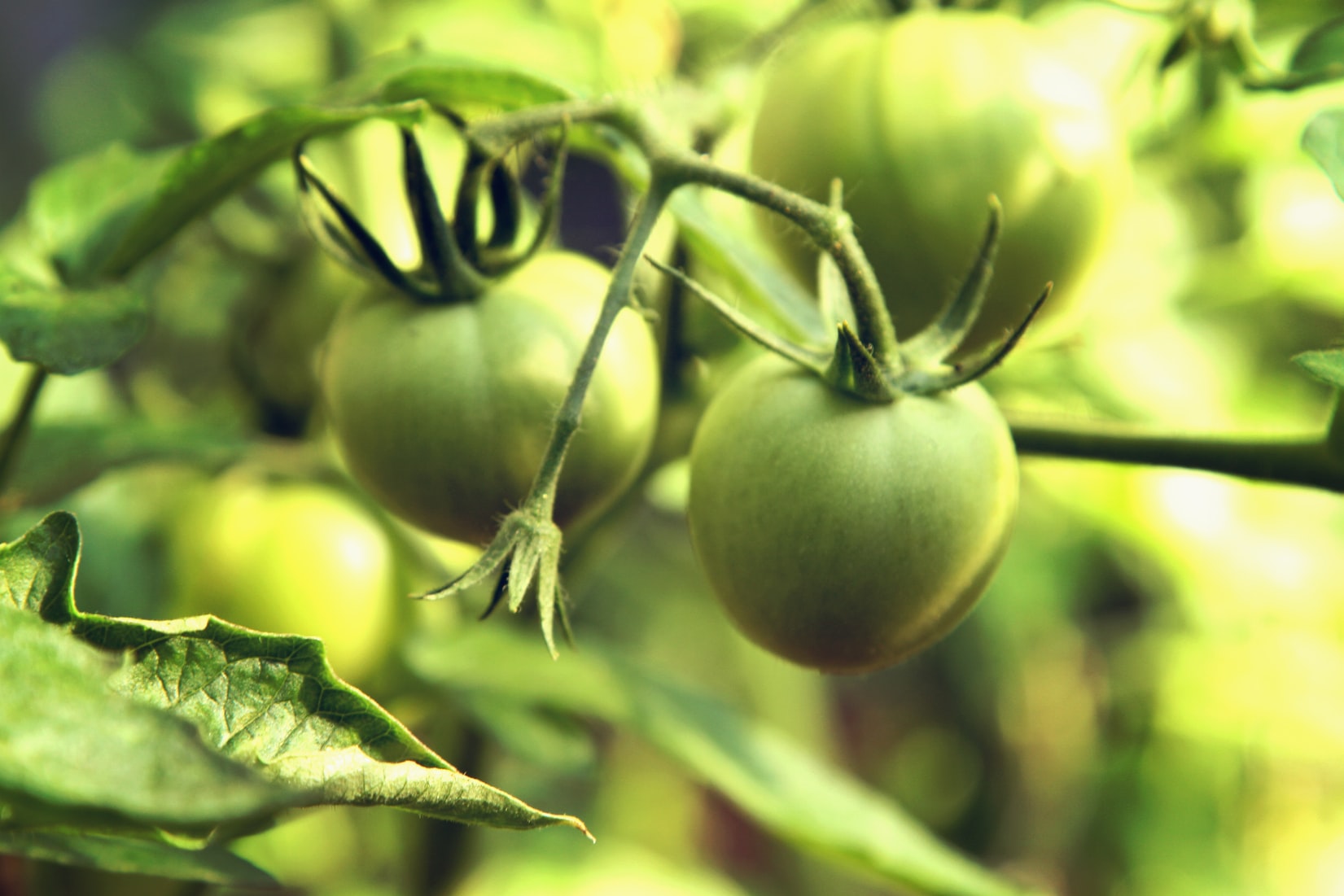 tomates verdes